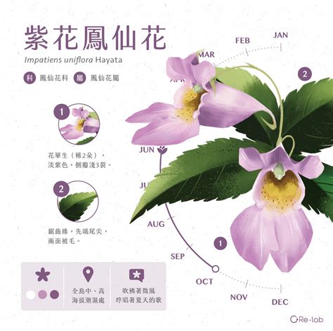 芙蓉菊花語|116種花語介紹，最完整花語大全